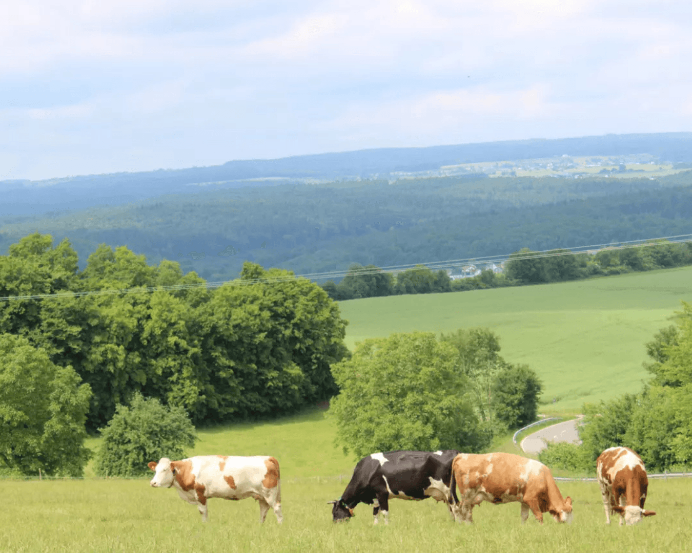 Frischer Joghurt im Glas